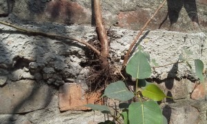 Ficus_religiosa_roots_throttle_the_cemented_wall_Showing_the_Power_Of_Nature_.